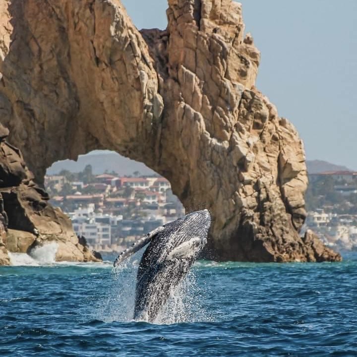 Cabo Whale Watching Square