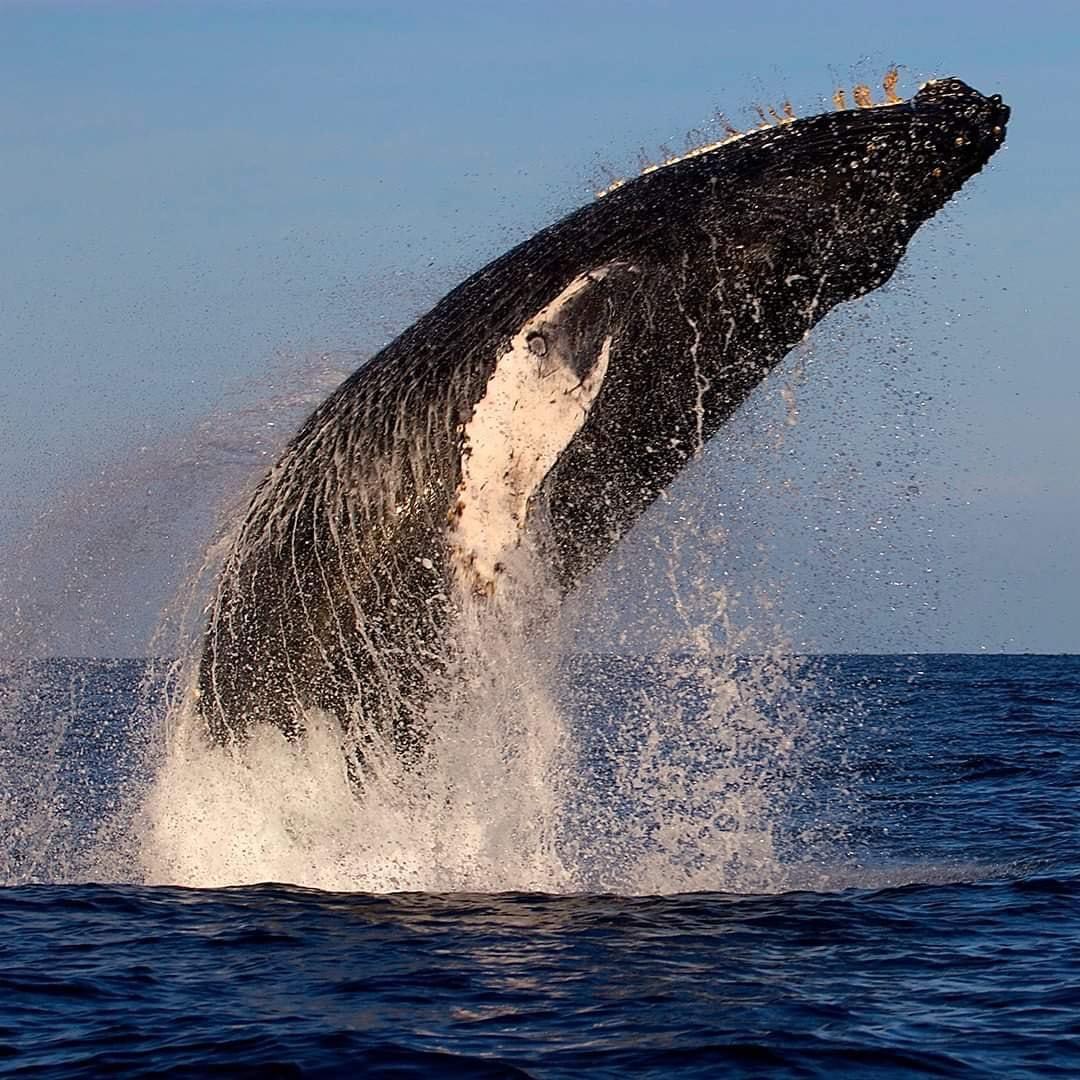 Cabo Whale Watching